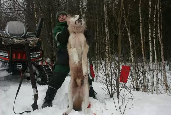 фото охота на волка