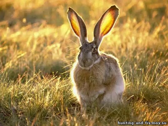 история про зайца, охота в украине