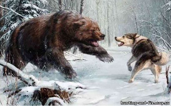 охота на медведя с лайкой
