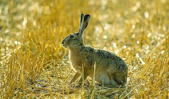 открытие охоты на зайца 2013, фото зайца